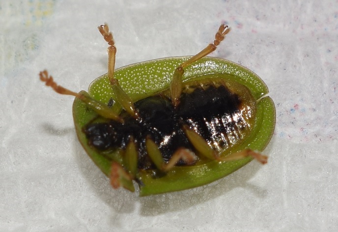 Chrysomelidae: Cassida viridis? S.
